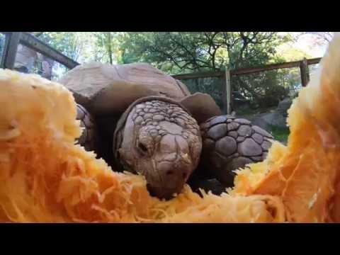 Tortoise attacks and eats a giant pumpkin