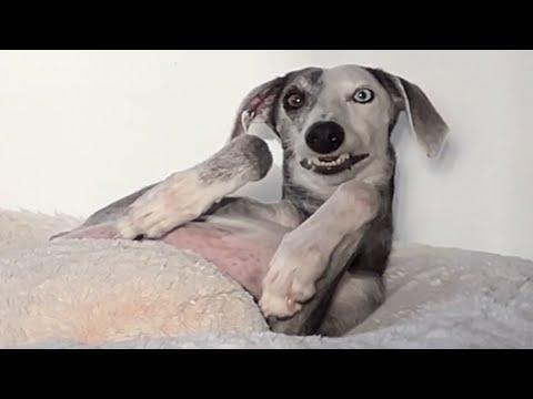 Scared dog suddenly transforms when... #Video