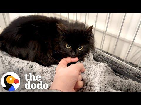 Tiny Kitten Kept Hiding Until Siblings Showed Her The Ropes #Video
