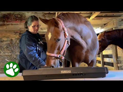 Terrified Rescue Horse Learns To Play the Piano #Video