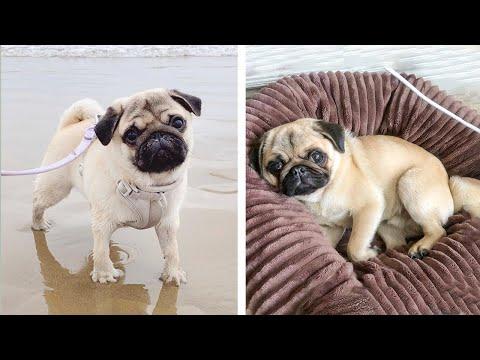 AWW SOO Cute and Funny Pug Puppies - Funniest Pug Ever #23 #Video