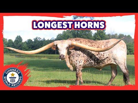 Meet Poncho Via. Longest Horns On A Steer EVER!