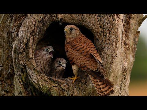 Brave Kestrel Mum Raises Chicks Alone | Jeff & Jenny | Wild Lives | Robert E Fuller #Video