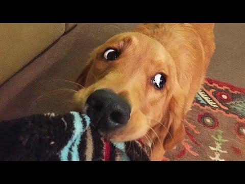 The Funniest Golden Retriever, YOU’LL LAUGH LOUDER EVERY MINUTE #Video