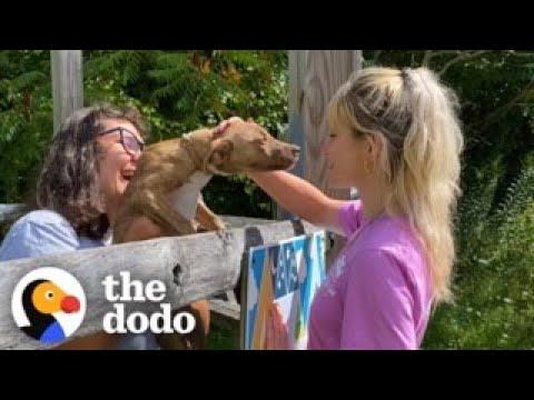 This Sleepaway Camp Has Rescue Puppies Every Summer #Video