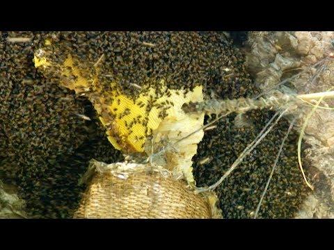 Extreme Cliffside Honey Harvesting | Honey Hunting In Nepal | Earth Unplugged