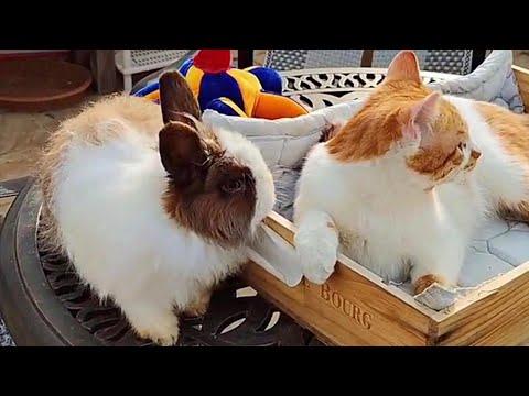 Adorable Bunnies and Cat Friends Will Put A Smile On Your Face #Video