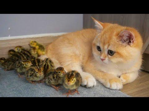 Daily life of kitten Loki and tiny birds, Loki is very gently with them #Video