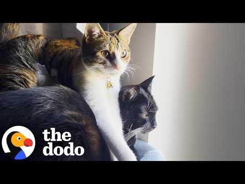 These Two Cats Share One Very Specific Obsession #Video