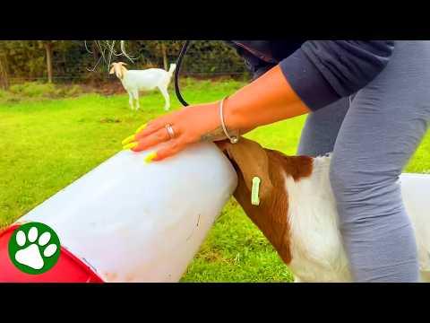 Baby Goat Reunites With Mom After Snack Heist #Video