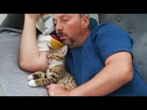 Nothing can stop these CATS from sleeping with you #Video