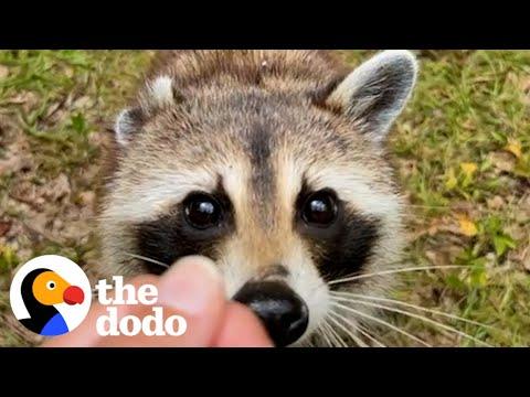 Raccoon Stays For Dinner Every Night #Video