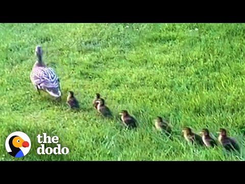 Mama Duck Waits Patiently For Neighbors To Rescue Her Babies #Video