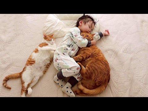 Little Girl and Her Protective Snuggly Cats #Video