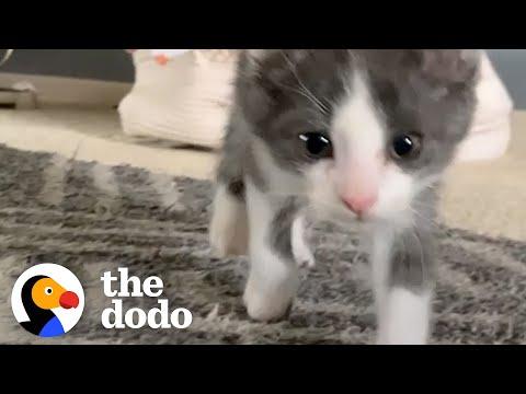 Foster Kitten's Clumsiness Wins His Family Over