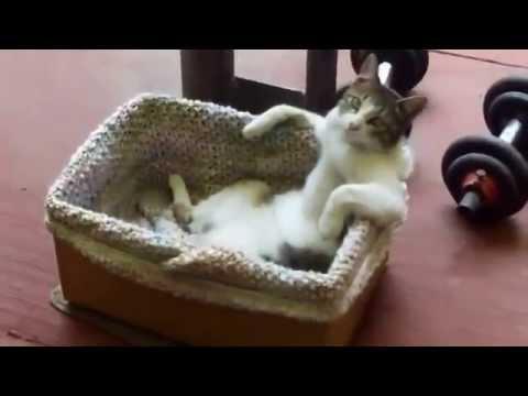 Cat Relaxing Like A Human In Basket