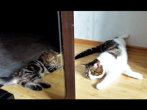 Cats And Kittens Playing Together