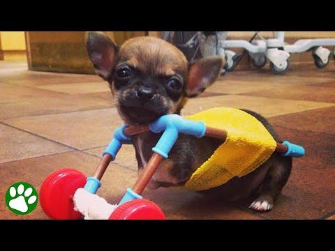 Bullied two-legged chihuahua puppy gets the best forever home #Video