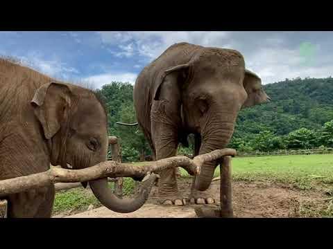Curious Elephant Pyi Mai And The Bridge - ElephantNews #Video
