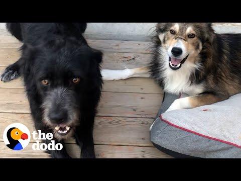 These Dogs Are Proof Miracles Exist #Video