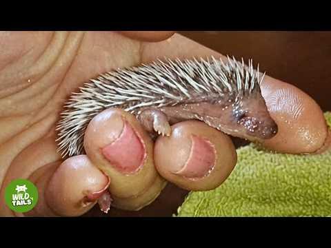 This Rescued Baby Hedgehog Was Thumb-Sized — Nobody Expected Him To Survive #Video
