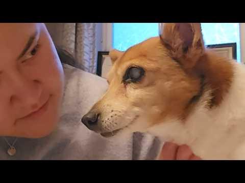 22-year-old dog apparently hears only one word #Video