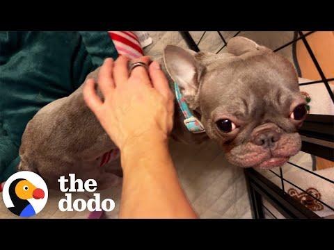 Blind And Deaf Frenchie Worth