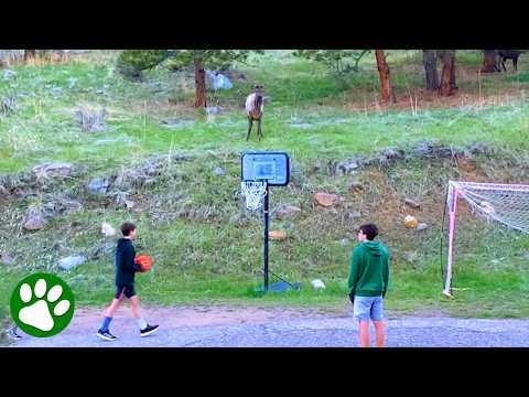 Wild Elk Plays Soccer With Kids in a Magical Moment #Video