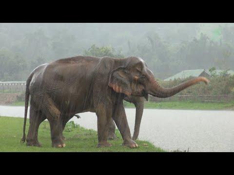 Jumpa's Journey to Freedom - ElephantNews #Video