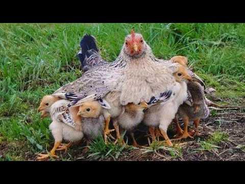 When Mama Animals Will Stop at Nothing to Protect Their Babies #Video