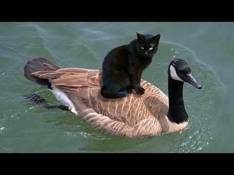 The Unpredictable Cat Gets a New Best Friend Every Day #Video