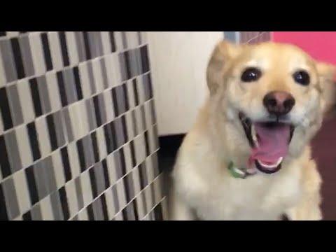 Dogs Cry When Their Owners Return Home #Video