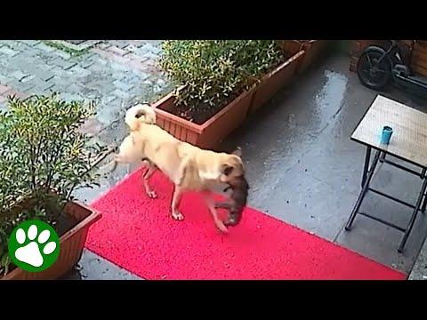 Smart Mama Dog Takes Dying Puppy To Vet's Door #Video