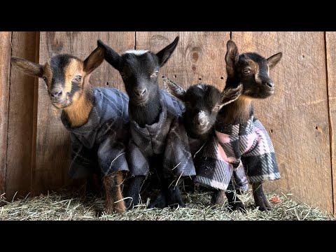 Quadruplet goat babies in pajamas! #Video