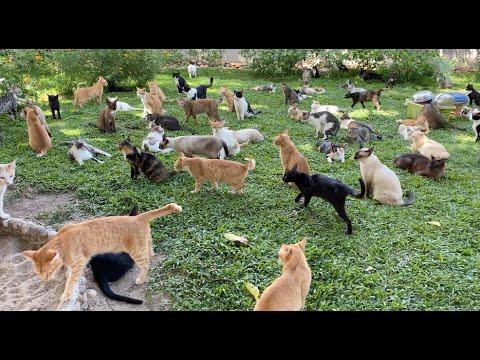 Thousand Of Cats And Their Own Kingdom #Video