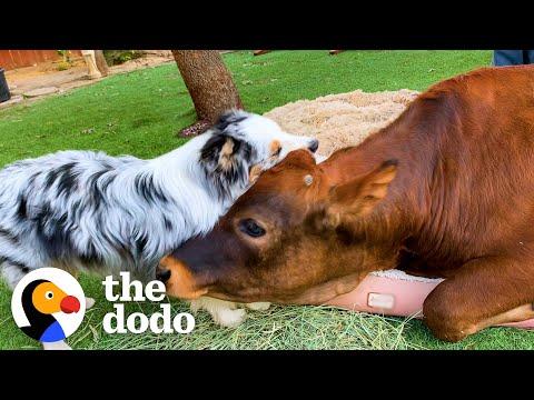 Baby Cow Loves Chasing His Dog Sibling #Video