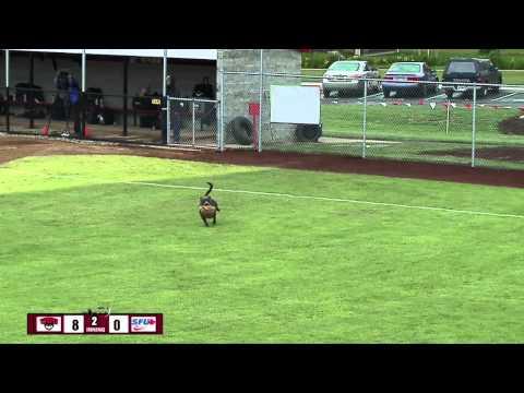 Dog Steals Show At WOU Softball - Very Funny!