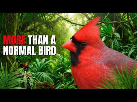 25 Mind Blowing Facts About Northern Cardinals You Never Knew #Video