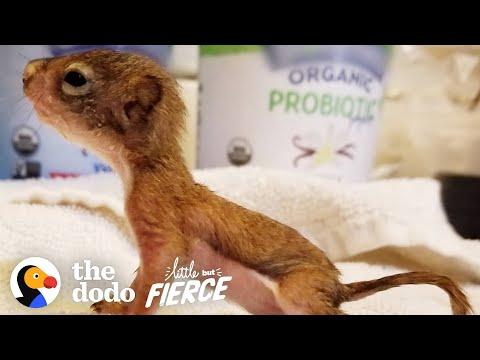 This Baby Squirrel's Smaller Than a AA Battery Video