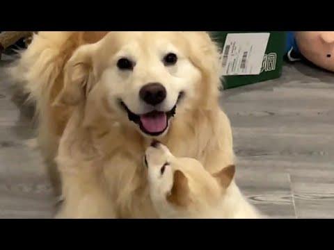 Friendly Goldie Gets a Playful Puppy Friend #Video