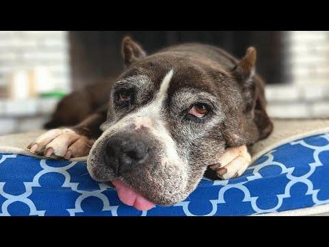 No one wanted this old pit bull. But she was perfect for one woman. #Video