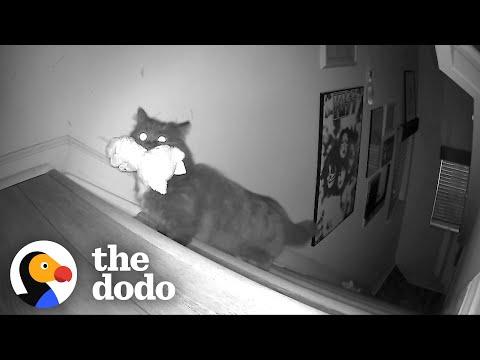 Cat Caught On Hidden Camera Stealing Human Sister's Toys At Night #Video