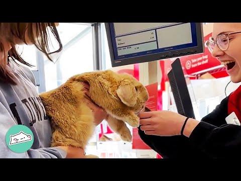 Rabbit Loves Ordering from Drive-Thrus. The Staff Is Shocked #Video