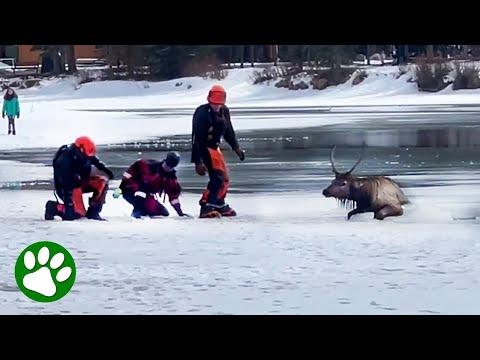 Brave men walks out on thin ice to save elk #Video