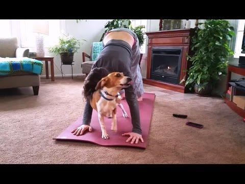 Cats And Dogs Interrupting Yoga