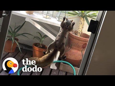 Squirrel Won't Let Woman Leave Her Home #Video