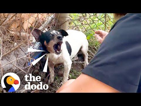 Stray Dog Was Terrified Of Being Touched Until This Woman Showed Him How To Love #Video