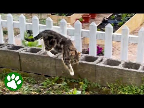 Stray cat leads woman to big surprise #Video