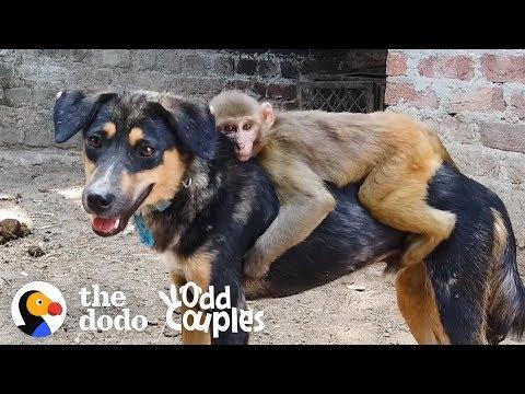 This Monkey Rides Her Dog BFF All Day Long  | The Dodo Odd Couples