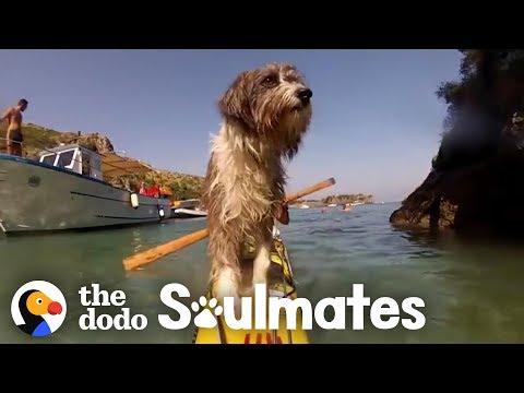 Guy Kayaking Across The Ocean Meets A Stray Dog | The Dodo Soulmates